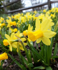 Narcissus Tete A Tete Tete A Tete Is One Of The Most Prolifically Grown And Admired Narcissi Of All Time A Pre 1949 Al Bulb Flowers Narcissus Flower Narcissus
