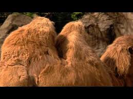 Funny happier than a camel on a wednesday commercial from geico. Hump Day Commercial Zoo
