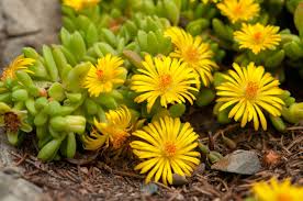 Image result for Delosperma spp.