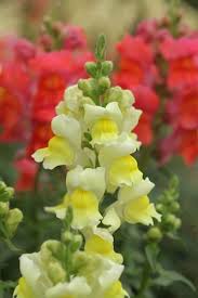 Image result for Antirrhinum