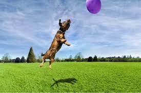 These services include snow plowing, lawn care & lawn mowing, driveway sealing, powerwashing, pet waste removal, and much more. How It Works Dog Waste Removal Super Scooper Serving Omaha Ne