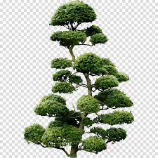 View our latest collection of free sticky notes png images with transparant background, which you can use in your poster, flyer design, or presentation powerpoint directly. Japanese Tree Clipart Tree Plant Botany Transparent Clip Art
