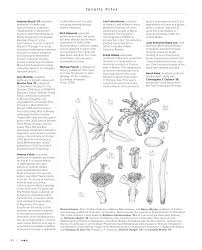 Image result for Xylopia wilwerthii