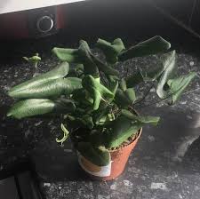 Image result for Acrostichum aureum