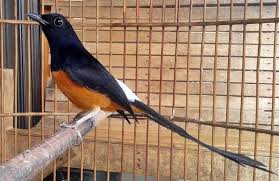 Murai batu merupakan salah satu jenis burung yang namanya murai batu. Murai Batu Malaysia