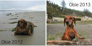 Obie The Once Obese Dachshund Is Coming To Concord Concord Ca Patch