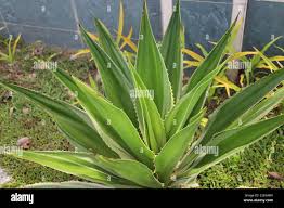 Image result for Disperis kilimanjarica