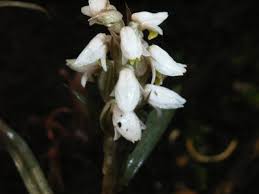 Image result for Zeuxine