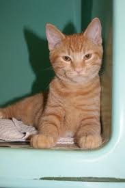 Some orange tabbies to star in movies were orangey from breakfast at tiffany's and spot from. One Year Old Baby Girl For Adoption She Is Very Sweet Plays Well With Other Cats Female Orange Tabby Cats Are Rare Orange Tabby Cats Orange Tabby Tabby Cat