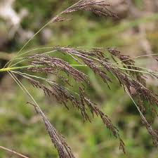 Image result for Eragrostis rotifer