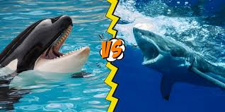 The funbites website saw roughly 70,000 page views during the shark tank airing, mostly in a span of about 10 minutes. Killer Whale Vs Shark