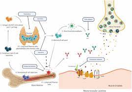 Frontiers Autoimmune Pathology In Myasthenia Gravis Disease Subtypes Is Governed By Divergent Mechanisms Of Immunopathology Immunology