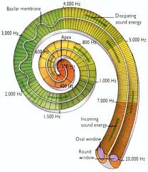 Image result for 3D HUMAN EAR SOUND