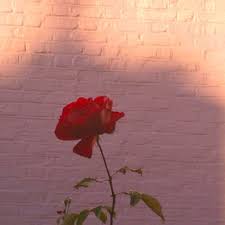 We did not find results for: Soft Red Aesthetic Pfp Novocom Top