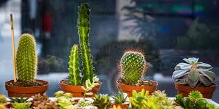 Cacti from desert areas are plump and spiny while cacti that originally grew in jungle areas are flat or thin and spineless. Winter Succulent Care Costa Farms