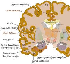 5 located on the back of the remote control. Amygdale Cerveau Wikipedia