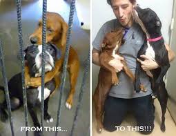 Find the best pet for adoption at the best pet ngo that rescued & sheltered 22,000+ dogs & cats. Shelter Dog Hugs Her Friend Hours Before Euthanasia And Saves Their Lives Bored Panda