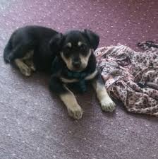 This is bella, my black labrador rottweiler mix. Ich Habe Ein Welpen Uns Weiss Nicht Was Fur Ein Mix Er Ist Labrador Mix Ist Es Weiss Wer Was Es Fur Ein Mix Ist Rasse