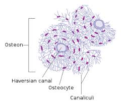Some, mostly older, compact bone is remodelled to form these haversian systems (or osteons).the osteocytes sit in their lacunae in concentric rings around a central haversian canal (which runs longitudinally).the osteocytes are arranged in concentric rings of bone matrix called lamellae (little plates), and their processes run in interconnecting canaliculi. Haversian Canal Wikipedia
