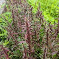 Image result for Ammannia baccifera