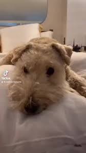 Rosie the 14 year old lakie #lakelandterrier #lakie #terrier #seniordog  #dog #dogsoftiktok