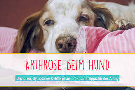 Mit dem alter kommen auch häufig beschwerden, von kleineren zipperlein bis zu schweren krankheiten. Arthrose Beim Hund Diagnose Therapie Hilfe Seniorpfoten
