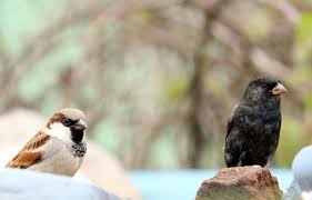 Maybe you would like to learn more about one of these? A Melanistic House Sparrow In Udhagamandalam The Nigiris Tamil Nadu Download Scientific Diagram