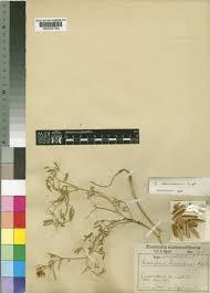 Image result for Crotalaria damarensis