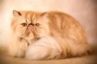 10 Best Cat Breeds for Families - Nationwide Pet Insurance