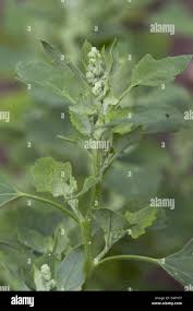 Image result for Chenopodium opulifolium