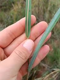 Image result for Diheteropogon amplectens
