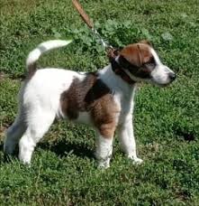 Image result for foxteriér hladkosrstý