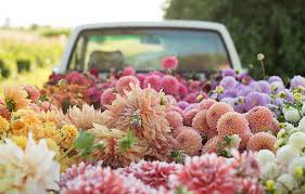 As you do so, you'll probably notice a couple of tiny buds nestling there. Dahlia Planting With Floret The Blog At Terrain Terrain