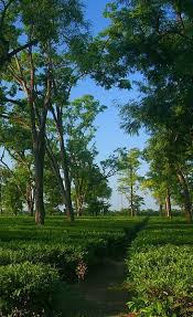 File Teagardenofassam Jpg Wikipedia The Free Encyclopedia Tea Garden Tea History Assam