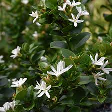 Image result for Carissa