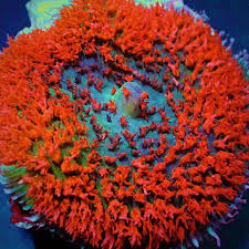 Image result for Rhaptopetalum evrardii