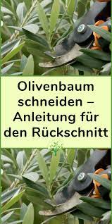 Ein olivenbaum muss in der regel nicht verschnitten werden, da er ohnehin vergleichsweise langsam wächst. Pin Von Firstlady Auf Olivenbaum Schneiden In 2021 Olivenbaum Schneiden Olivenbaum Baum