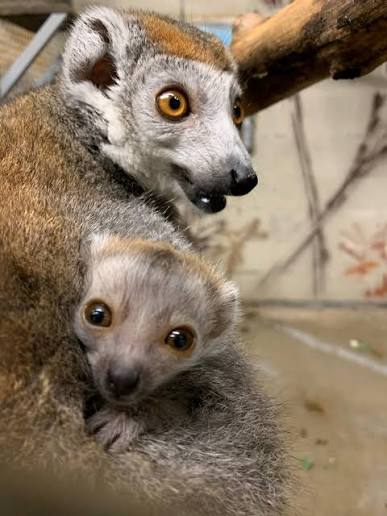Update on the crowned lemur infant born on April 12! Now that the infant is  2 weeks old, it is more alert and spends a lot more of the day with its