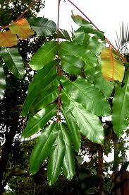 Image result for Meliaceae