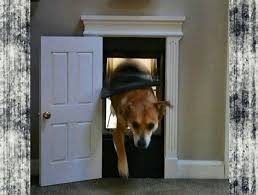 best dog doors liberate your dog and yourself by type best dog door dog door dog rooms