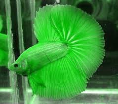 Neon Green Betta Fish Pez Betta Peces De Acuario Peces Bonitos