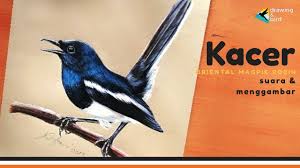 Yang ingin tau makanan anakan lovebird umur 1 bulan atau yang memiliki usia dibawah 8 minggu saya sarankan sebaiknya anda baca dulu artikel berikut ini. Cara Menggambar Burung Murai Batu Gacor By Adi Tri