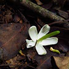 Image result for Jasminum breviflorum