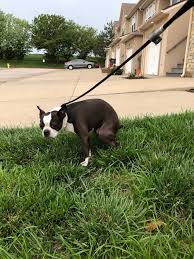 A scoop on puppies poop. How Often Should A Boston Terrier Puppy Poop Boston Terrier Society