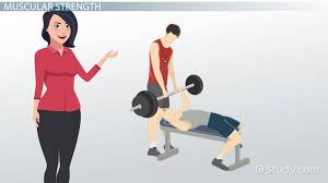 Assessing Strength Muscular Endurance Video Lesson Transcript Study Com