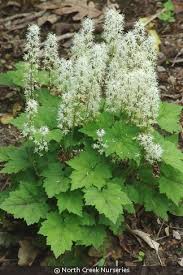 Image result for Triumfetta cordifolia