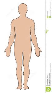 Resultado de imagen para cuerpo humano