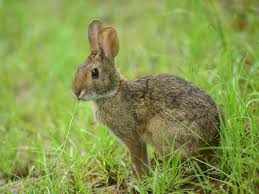 Having trouble with pests eating your plants? Rabbit Resistant Annuals Hgtv