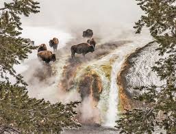 Find the perfect yellowstone national park stock photos and editorial news pictures from getty images. Winter In Yellowstone National Park