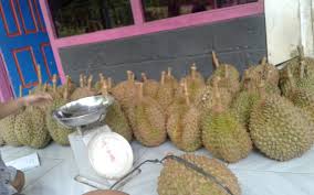 Durian yang satu ini merupakan jenis durian terbaik yang memiliki cita rasa sangat lezat di lidah. Ciri Durian Bawor Banyumas Yang Berbeda Dengan Jenis Durian Lainnya